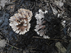 Thelephora anthocephala