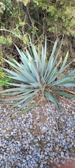 Yucca pallida