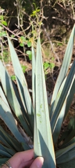 Yucca pallida