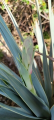 Yucca pallida