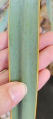 Yucca pallida
