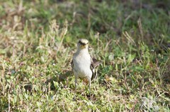 Mimus polyglottos image