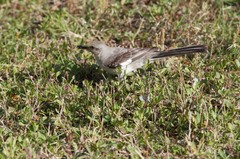 Mimus polyglottos image