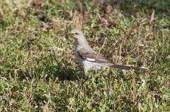Mimus polyglottos image