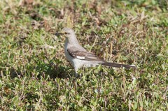 Mimus polyglottos image