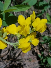 Thermopsis divaricarpa