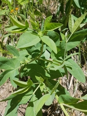 Thermopsis divaricarpa