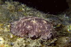 Discodoris stellifera