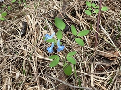 Corydalis fumariifolia azurea