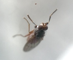 Pherbellia ventralis