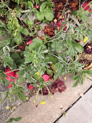 Geum urbanum
