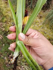 Gomphichis plantaginifolia