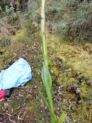 Gomphichis plantaginifolia