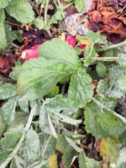 Geum urbanum