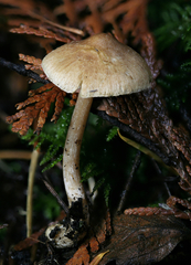 Inocybe volvata