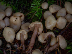Cudonia circinans