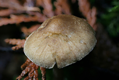 Inocybe volvata