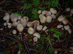 Cudonia circinans