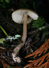 Inocybe volvata