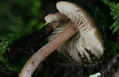 Inocybe volvata