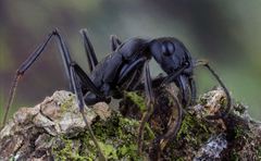 Neoponera apicalis
