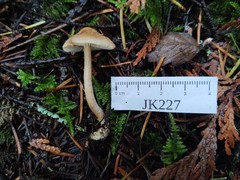 Inocybe volvata
