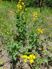 Thermopsis divaricarpa