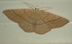 Cyclophora ruficiliaria
