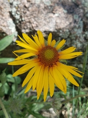 Helenieae