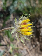 Helenieae