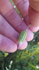 Microseris douglasii