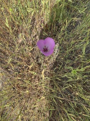 Calochortus splendens