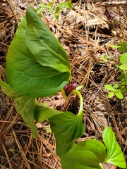 Trillium petiolatum
