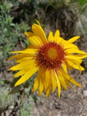 Helenieae