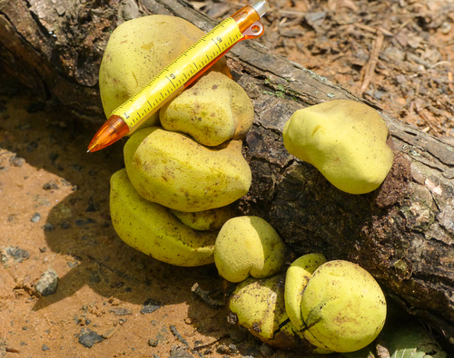 Entonaema liquescens