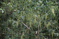 Monococcus echinophorus