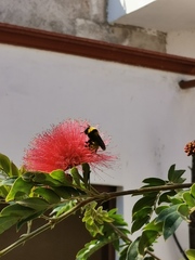 Calliandra haematocephala