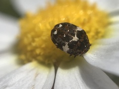 Anthrenus angustefasciatus