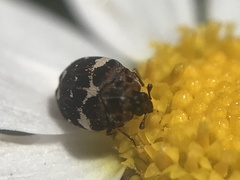 Anthrenus angustefasciatus