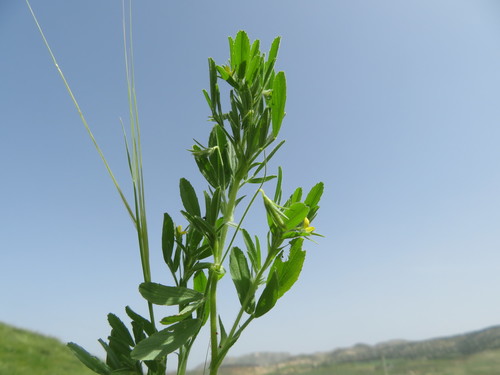 Ononis sicula