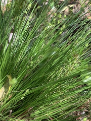 Carex atlantica