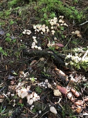 Cudonia circinans