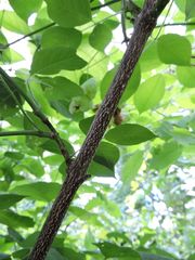 Staphylea trifolia