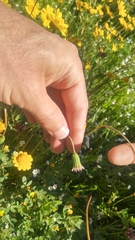 Microseris douglasii