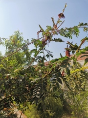 Calliandra haematocephala