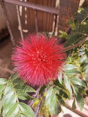 Calliandra haematocephala
