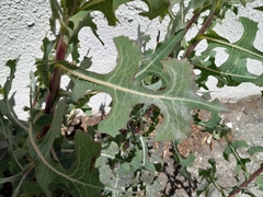 Lactuca serriola