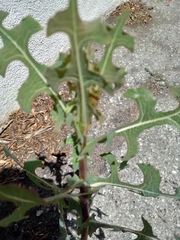 Lactuca serriola