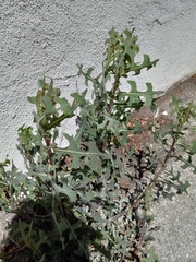 Lactuca serriola