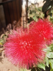 Calliandra haematocephala